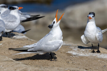 Two crested terns with bright orange bills perched on coastal rocks in daylight calling