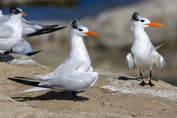 Two crested terns with bright orange bills perched on coastal rocks in daylight.
