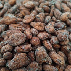 Dry cacao seed after fermented and dry with sunlight until moisture below 7%