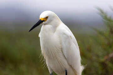 Snowy egret standing in marshland with blurred background.