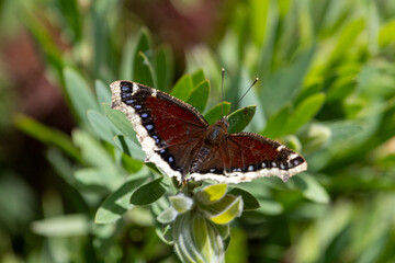 Mourning Cloak Butterfly on Green Foliage