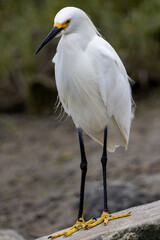 Snowy Egret Standing on a Rock