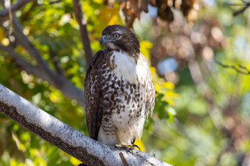 Red-tailed Hawk Perched in Tree