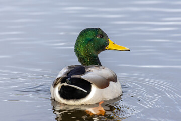 Male Mallard Duck Swimming in Calm Water