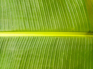 Collection of banana leaves on white background suitable for use in design, architecture, decoration, use with natural articles both on print and web.