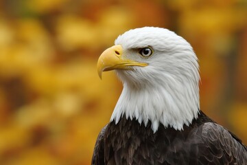 Obraz premium Close-up profile of a majestic bald eagle with a white head, yellow beak, dark feathers, against a blurred golden-yellow autumn background.