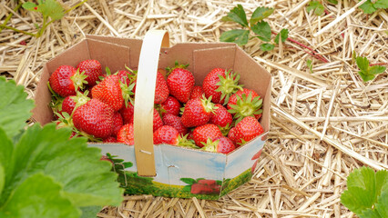 A Close-Up Image of a Basket Overflowing with Fresh, Ripe Strawberries on a Bed of Straw
