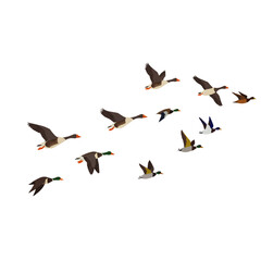 Flock of Geese Flying in Formation Against White Background.