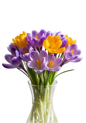 Isolated Crocus Flowers Bouquet in a Glass Vase Photo with Black Background