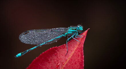 red dragonfly on a branch