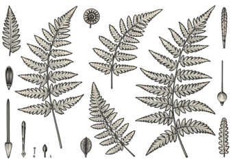 Isolated Fern Leaves Illustration On Transparent Background