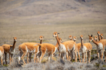 Vicu&ntilde;as