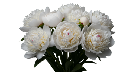 A serene bouquet of pure white peonies symbolizing peace and beauty freshly cut against dark backdrop with subtle floral