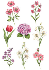 Isolated Floral Illustration On Transparent Background With Pink And White Flowers