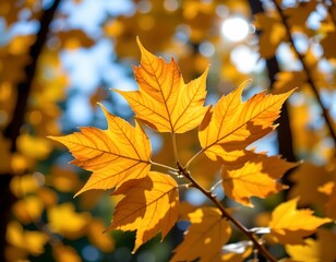Fototapeta premium Vivid Golden Autumn Leaves Soft Sunlight