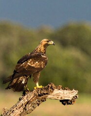 Golden eagle perched on a branch