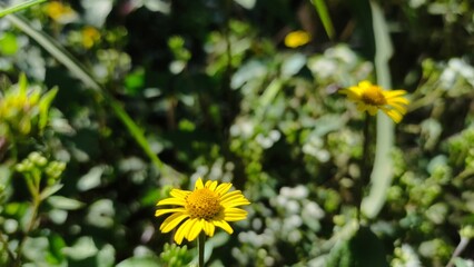 Obraz premium Close-up of a bright yellow wildflower with a blurred natural background. This photo captures the beauty of simplicity in nature, perfect for floral design, environmental projects, blogs, and educatio