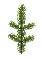 Isolated Green Fir Branch Illustration On Transparent Black Background