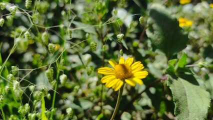 Close-up of a bright yellow wildflower with a blurred natural background. This photo captures the beauty of simplicity in nature, perfect for floral design, environmental projects, blogs, and educatio