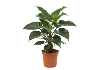 Isolated Green Houseplant In Brown Pot With Transparent Background Photo