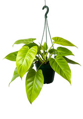Isolated Green Houseplant Hanging in Dark Pot with Transparent Background Photo