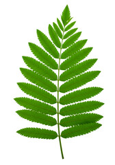 Isolated Green Leaf Illustration on Black Background Detailed Macro Shot