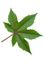 Isolated Green Leaf Illustration On Transparent Background Botanical Detail