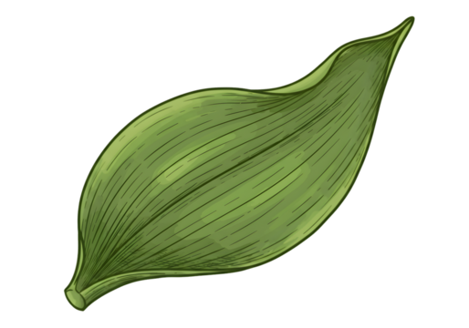 Isolated Green Leaf Illustration On Transparent Background Botanical Design