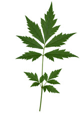 Isolated Green Leaf Macro Photo with Transparent Background for Design