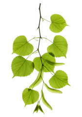 Isolated Green Leaves Branch with Transparent Background Photo
