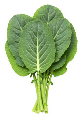 Isolated Green Leaves Bundle Photo on a Transparent Background