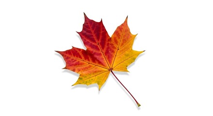 Obraz premium Orange and Red Maple Leaf – Autumn Seasonal Nature Foliage 