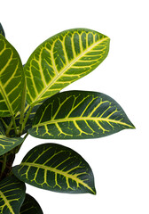 Isolated Green Leaves on Black Background Illustration