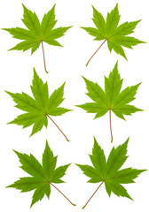 Isolated Green Leaves With Transparent Background Nature Illustration