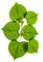 Isolated Green Leaves With Transparent Background Photo