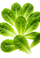 Isolated Green Lettuce Leaves with Water Droplets on Transparent Background Photo