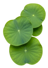 Isolated Green Lotus Leaves with Water Drops Transparent Background Photo