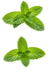 Isolated Green Mint Leaves with a Transparent Background Illustration