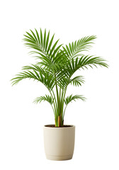Isolated Green Palm Houseplant In White Pot Realistic 3d Illustration