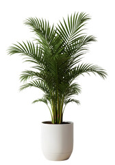 Isolated Green Palm Plant In White Pot On Transparent Background Photo