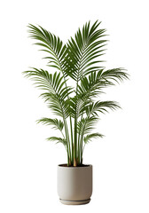 Isolated Green Palm Plant In A White Pot Photo on Transparent Background