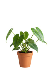 Isolated Green Philodendron Plant In Ceramic Pot With Shadow Photo