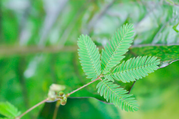 Sensitive plant , Shameplant or Sleeping grass or Mimosa hispidula Kunth or Mimosa pudica L or weed