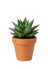Isolated Green Plant In Brown Terracotta Pot On Transparent Background