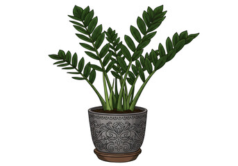 Obraz premium Isolated Green Plant In Pot Illustration With Transparent Background