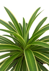 Obraz premium Isolated Green Plant with Yellow Edges on Transparent Background Photo