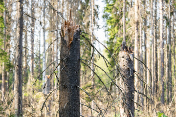 Forest damaged with windthrown dry trees broken across woodland area. Damaged spruce forest destroyed by bark beetle infestation with broken tree trunks in woodland after wind thrown disaster. 