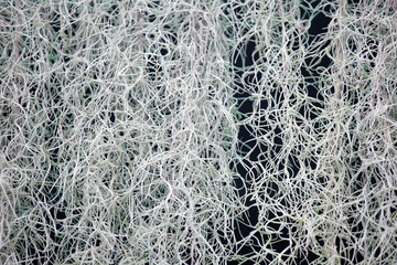 Intricate White Roots Background with Abstract Patterns and Texture