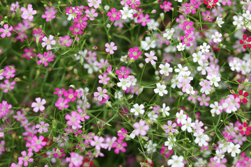 Obraz premium Colorful Pink and White Wildflowers Blooms in a Natural Setting