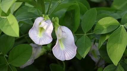Close-up of two vibrant light blue Asian pigeonwings (Clitoria ternatea) flowers blooming in a sun-drenched garden with lush green foliage.